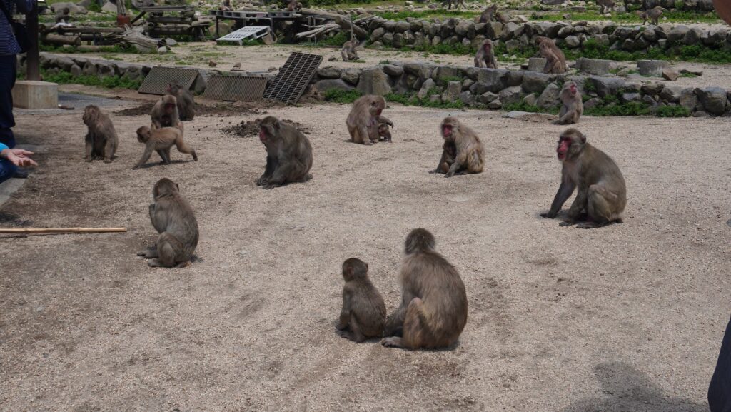 銚子溪自然動物園猿之國的猴子們